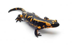 salamander dreamstime_m_16283067