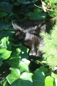 Overleden Gilles redde een proefdier