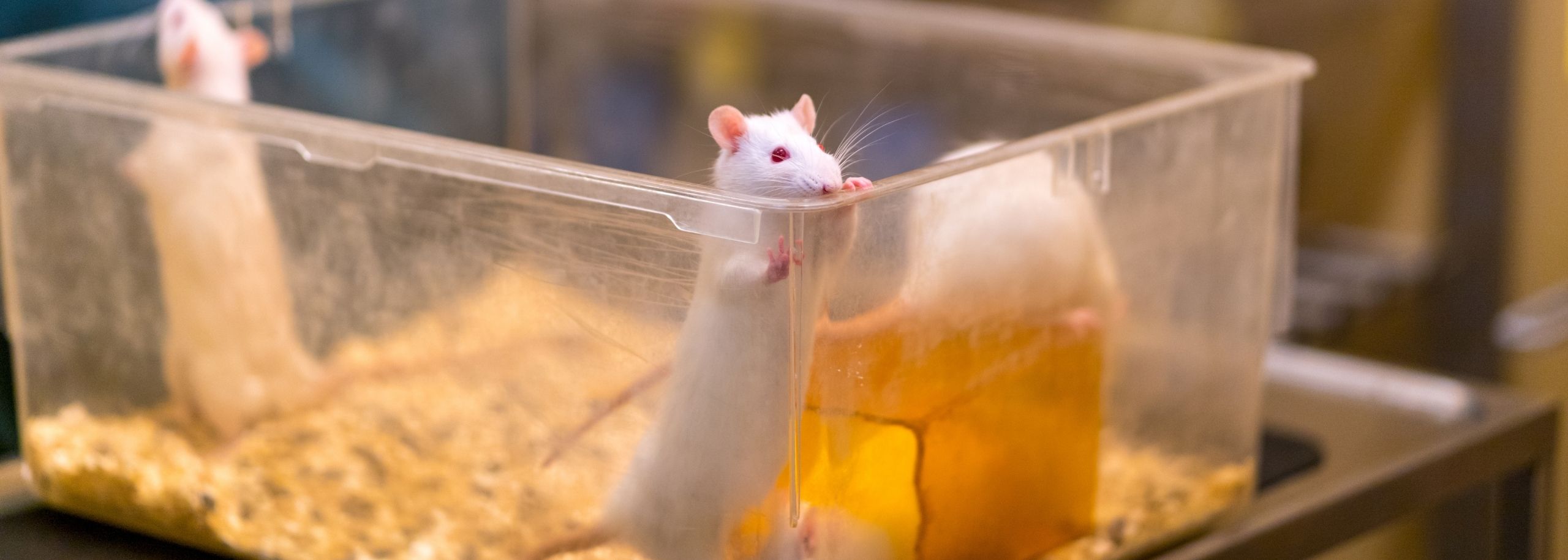 Muizen proefdier