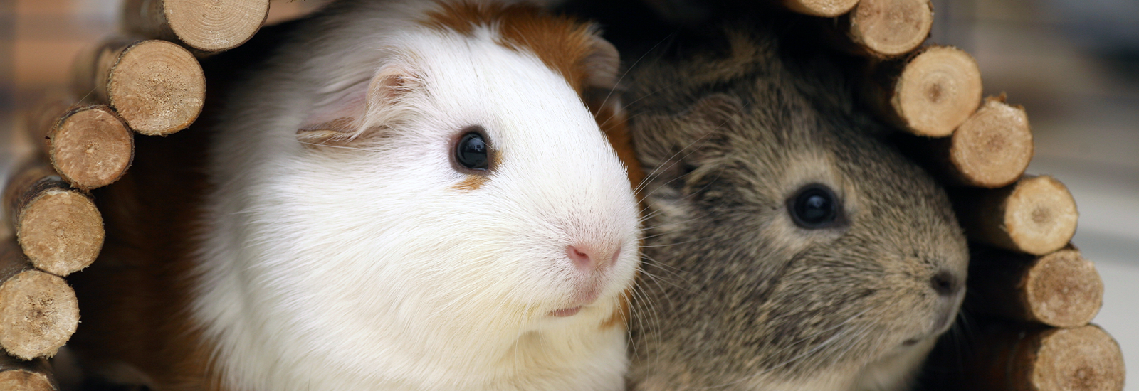 Cavia's