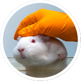 Alles over proefdieren