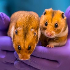 Zo Doende 2021 - Foto hamsters