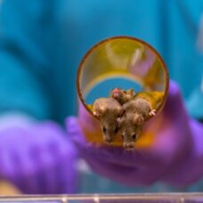 Hoeveel dierproeven worden er gedaan?