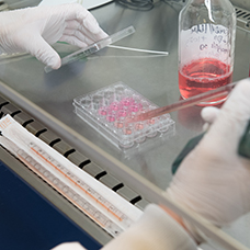 Honderden honden als proefdier