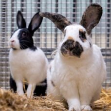 Konijnen sector proefdierenonderzoek