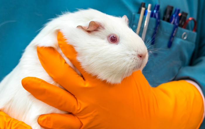 laat proefdieren niet stikken