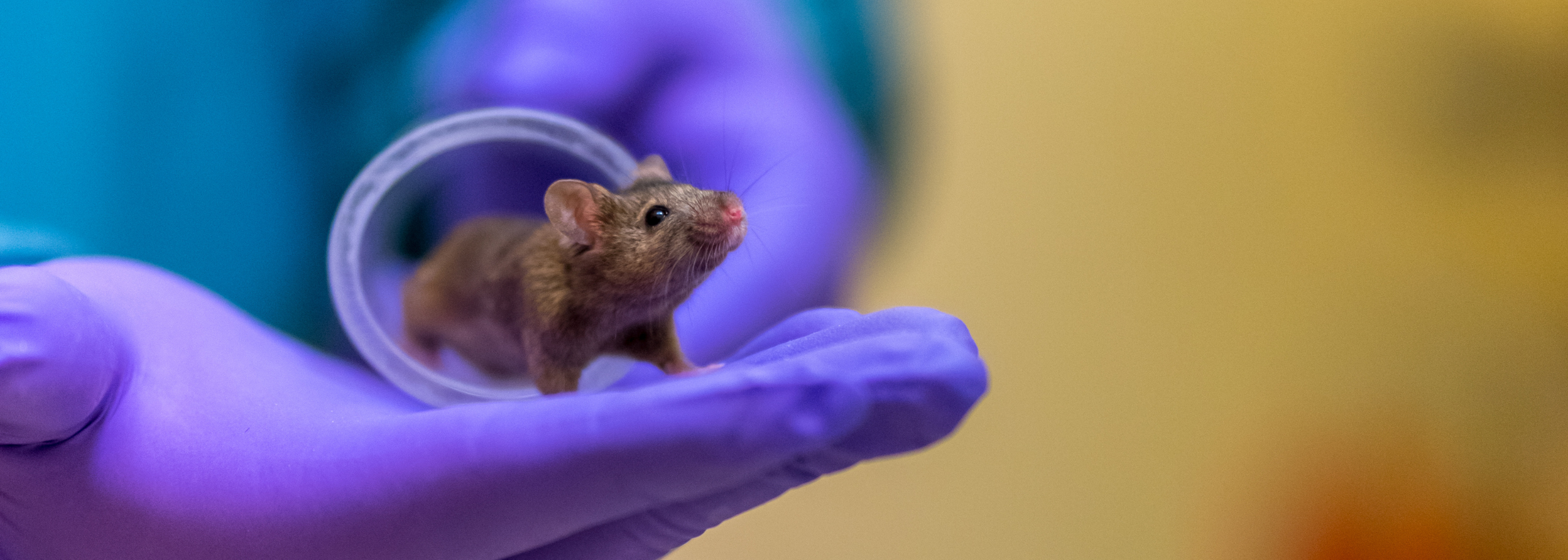 header proefdier muis