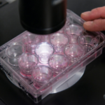 Proefdiervrije onderzoeksmethoden