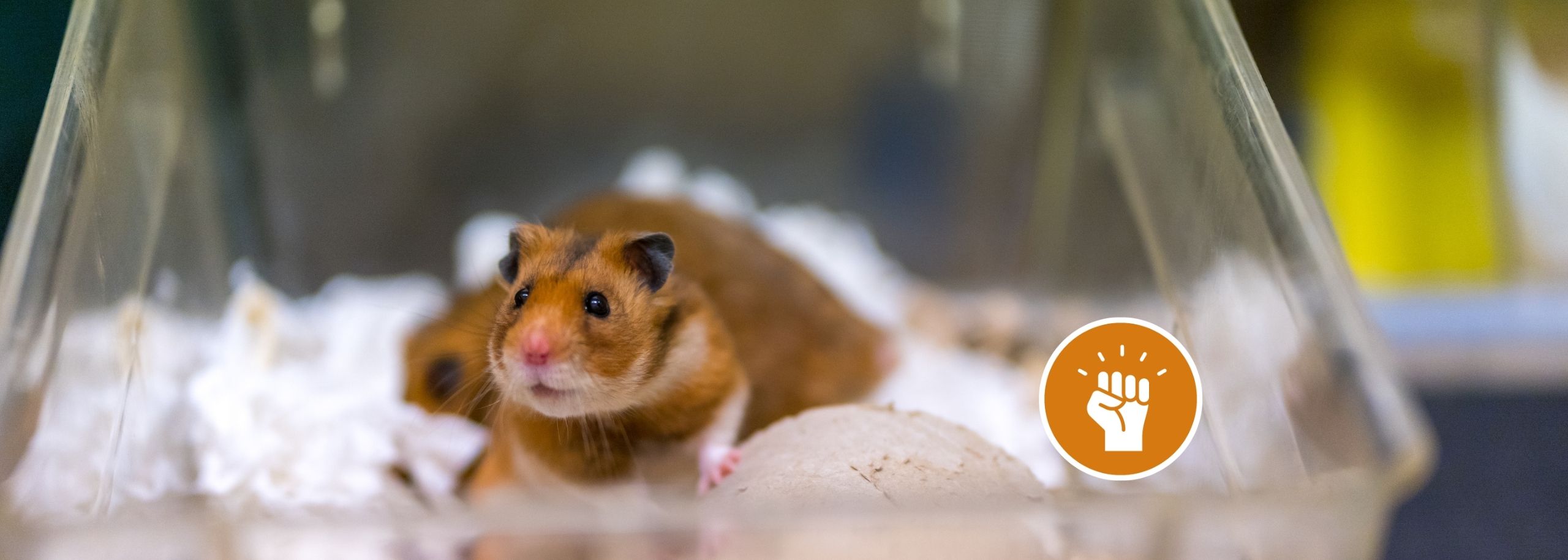 Hamster proefdier stepactie Maite