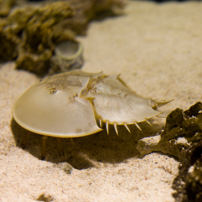 Degenkrab onder water