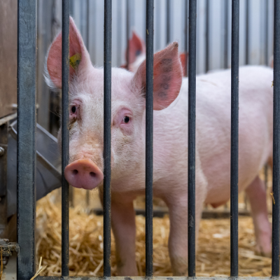 varken als proefdier