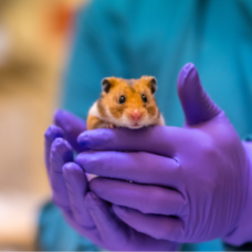 Welke proefdieren worden gebruikt?