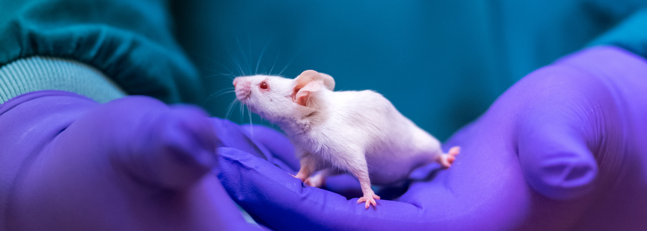 PIGO header iris muis