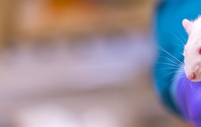 Rat handschoen proefdier