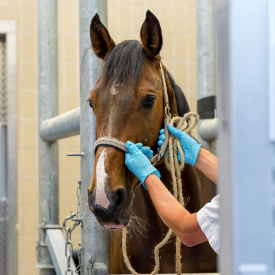 Paard proefdier Paard proefdier