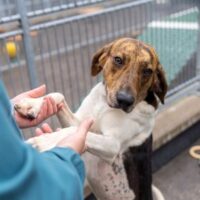 Hond pootjes in handen lab