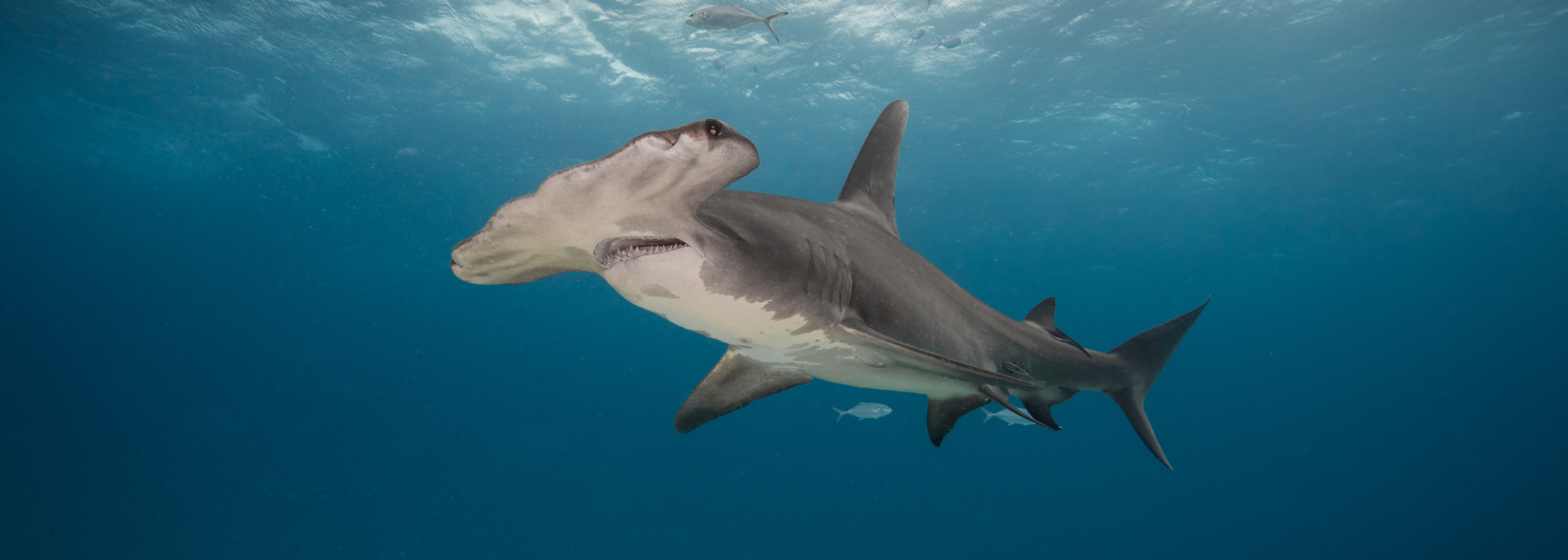 Haai proefdier corona