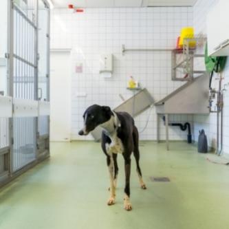 Hond binnen - iris sijbom