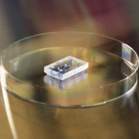 Oogonderzoek proefdieren