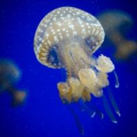 Kwal is een ongewerveld proefdier