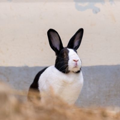 proefdiervrije alternatieven