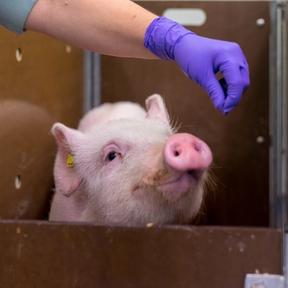 Huidonderzoek kan diervriendelijker