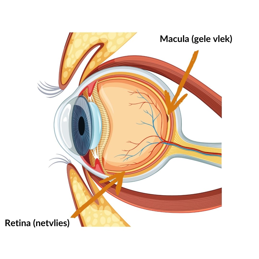 Waar zit de macula?