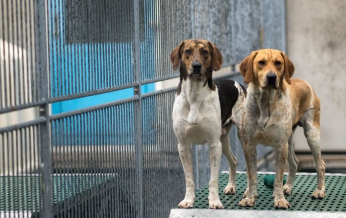 proefdiervrij honden