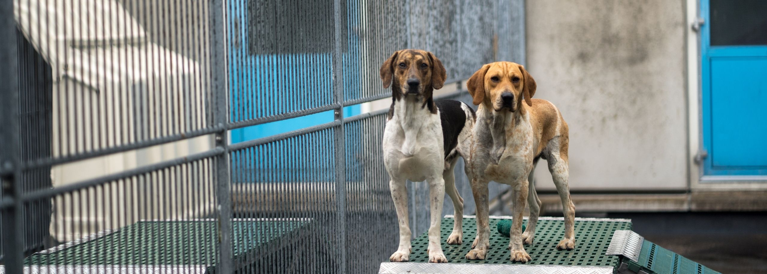proefdiervrij honden