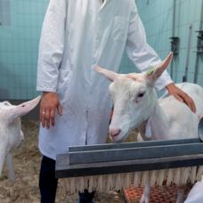 geit onderzoek iris sijbom