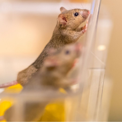 Muis proefdiervrij
