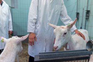 Geit proefdieronderzoek