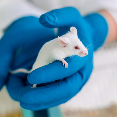 Proefdier muis lab