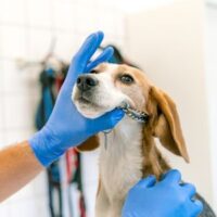 Hond in onderzoek 300 x 300 px Hond in onderzoek