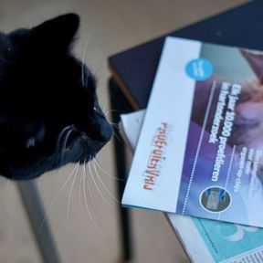 Elon Musk opinieartikel Debby Weijers Parool - kat