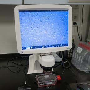 Menselijke hartspiercellen