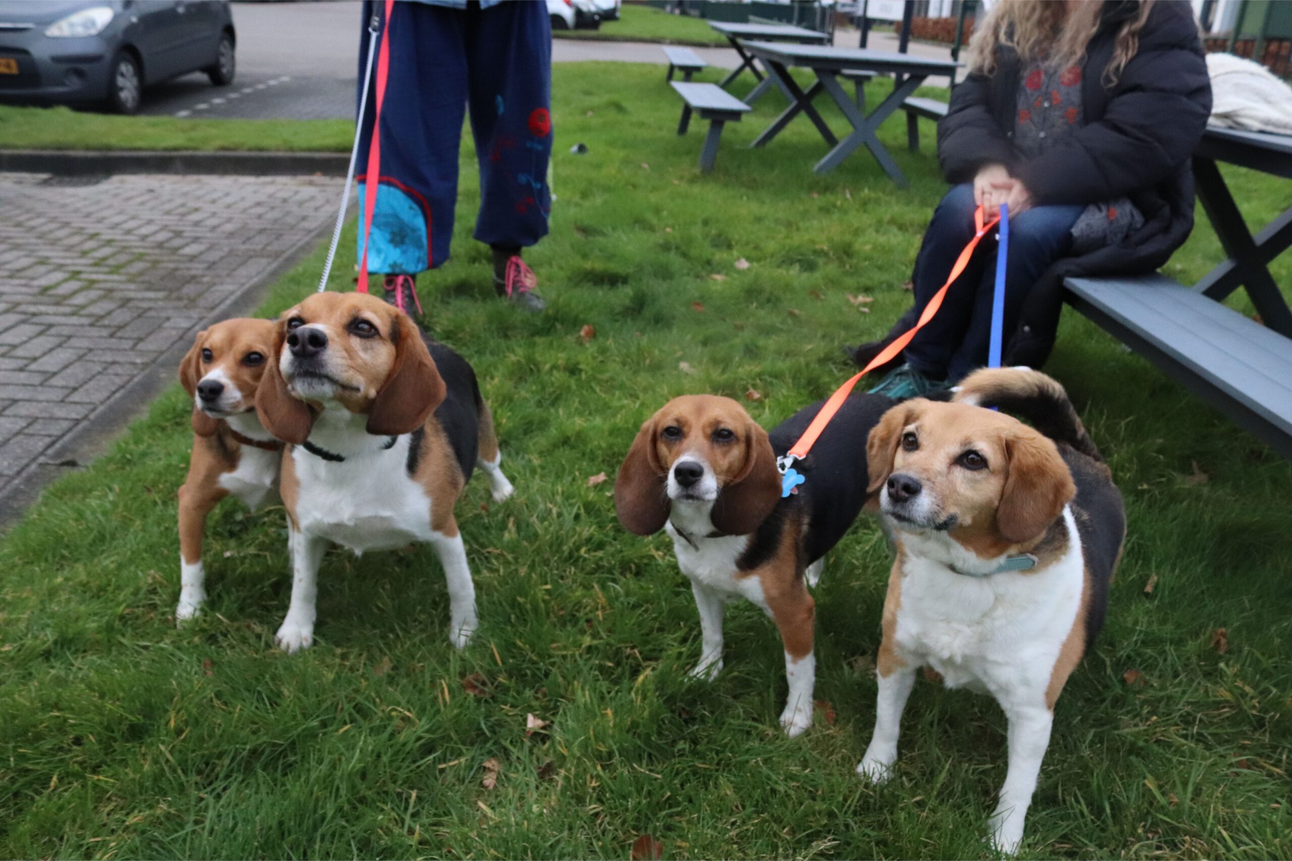Lola, Pippi, Luna en Fenna (beagle puppies)