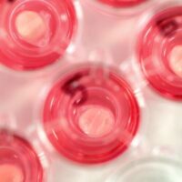 proefdiervrije alternatieven