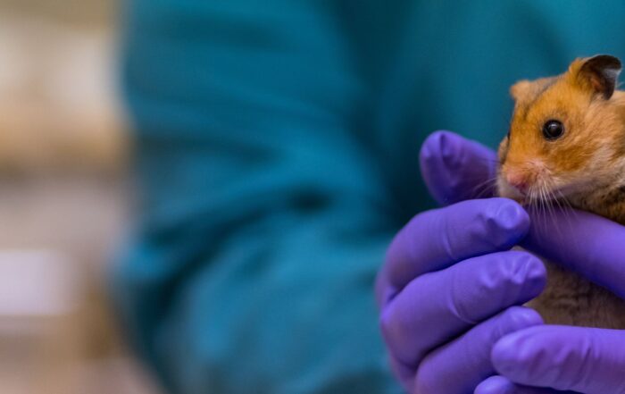 Hamster proefdieren proefdiervrij