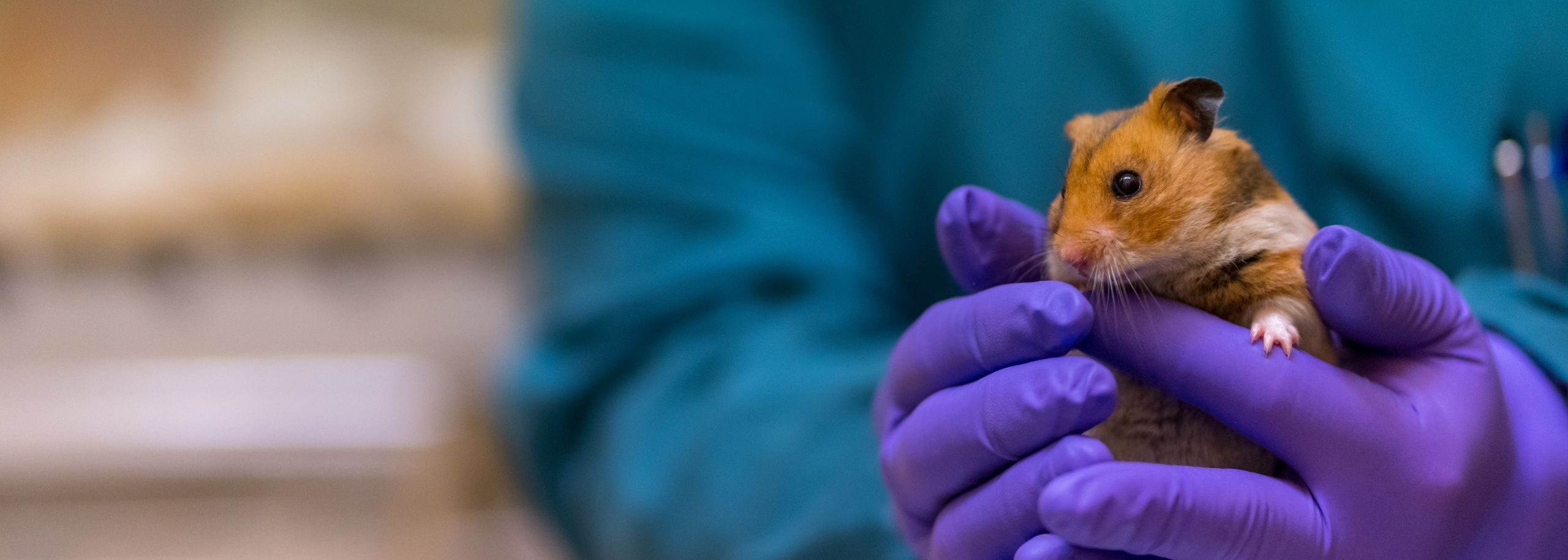 Hamster proefdieren proefdiervrij