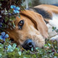 Nalaten Proefdiervrij