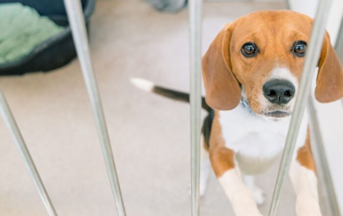Wereldproefdierendag beagle proefdiervrij