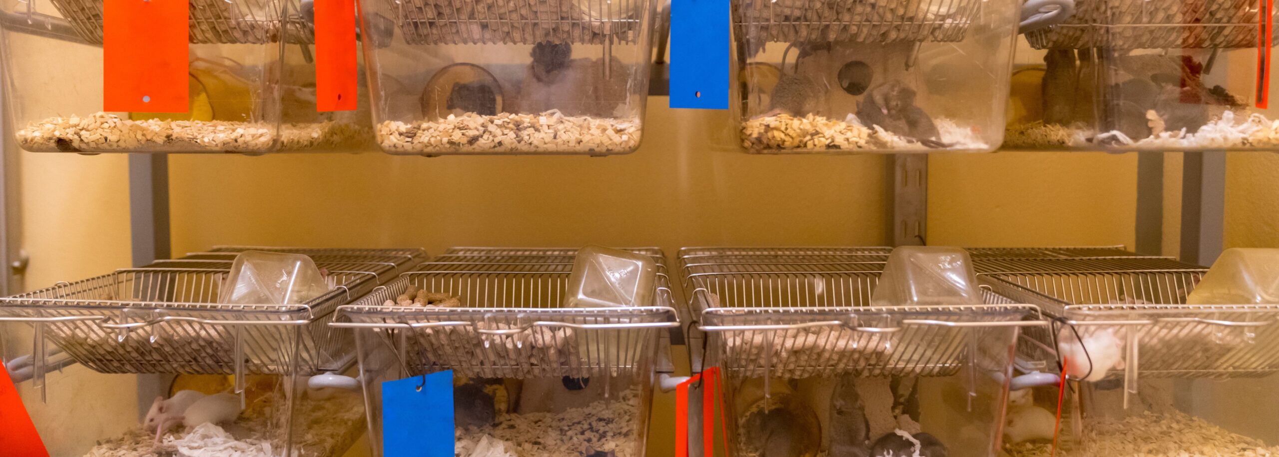 Opnieuw minder dierproeven in Utrecht – én aandacht voor alle dieren in onderzoek