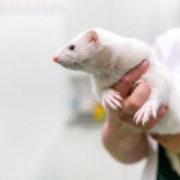 Fret proefdier Fret proefdier