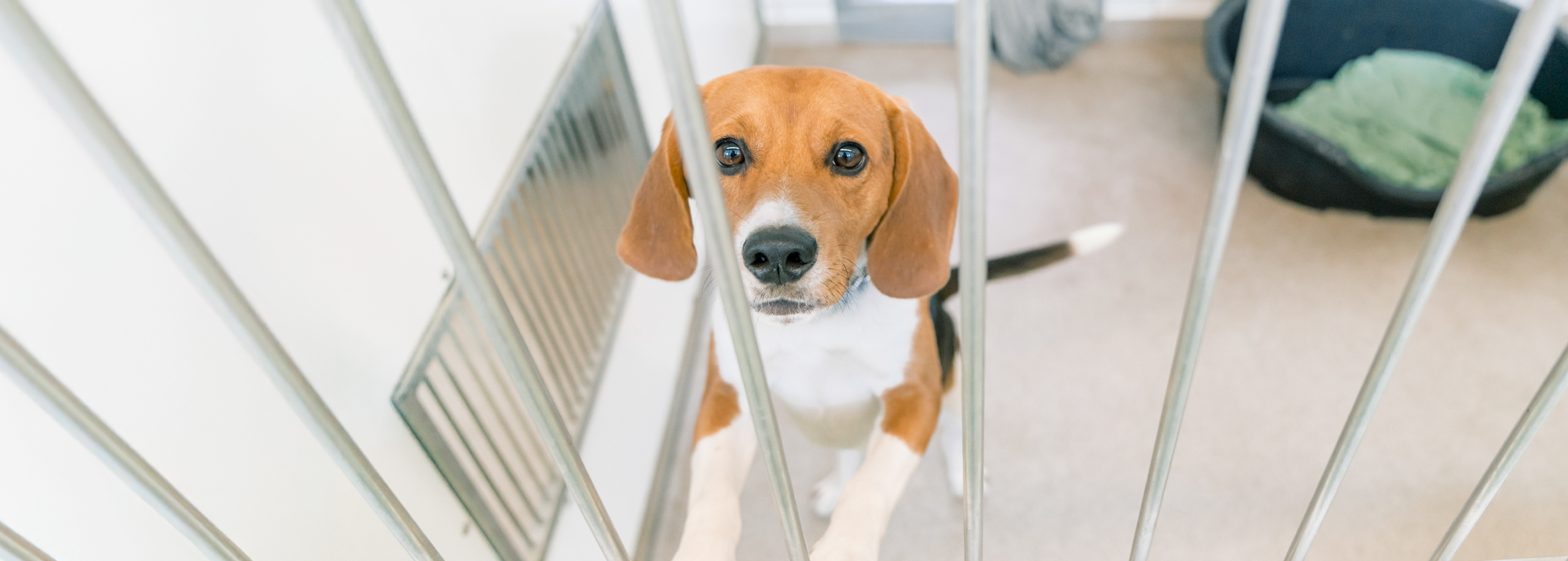 hondje achter tralies