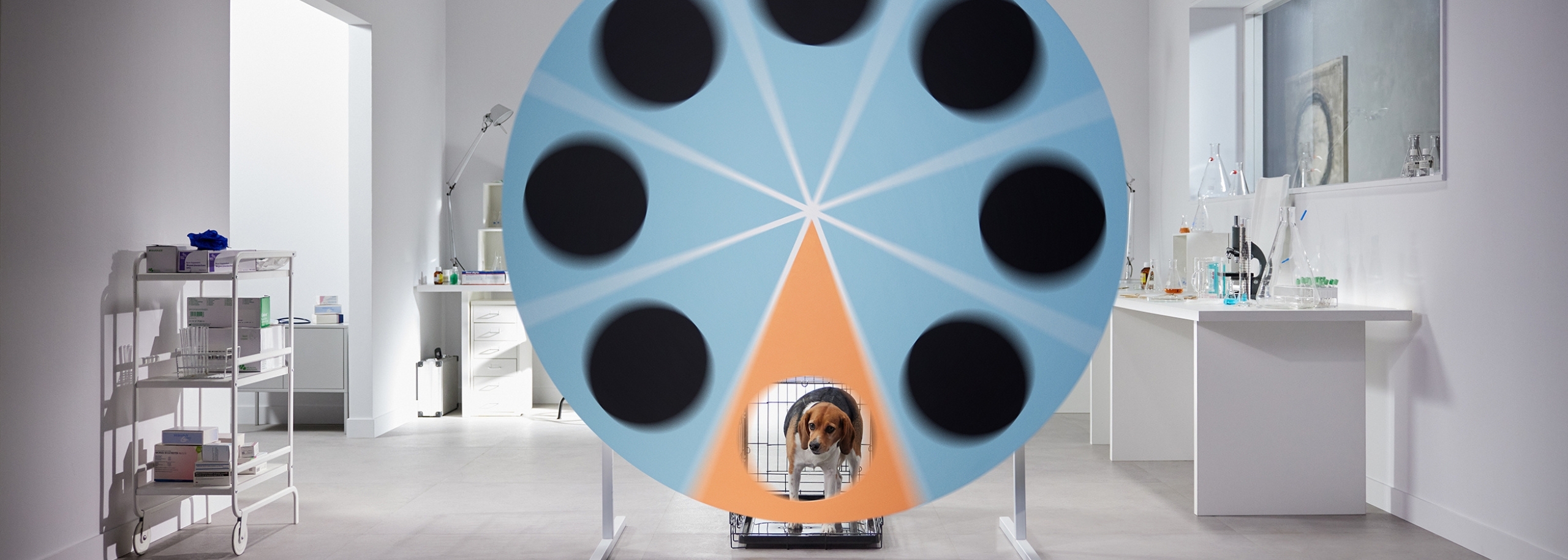 Beagle in kooi achter ronddraaiend rad