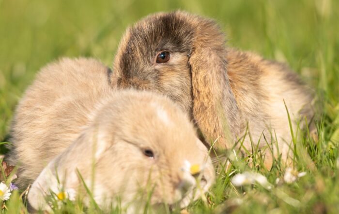 Twee jonge konijnen in het gras