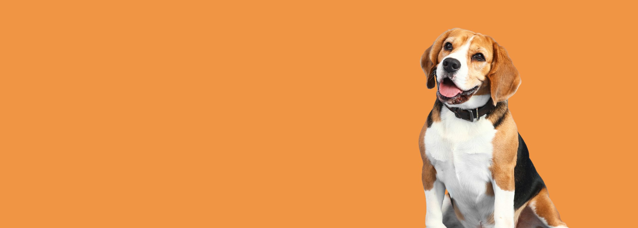 Ex-proefdieren krijgen tweede kans dankzij Dutch Cell Dogs