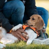 Beagle Dutch Cell Dogs 