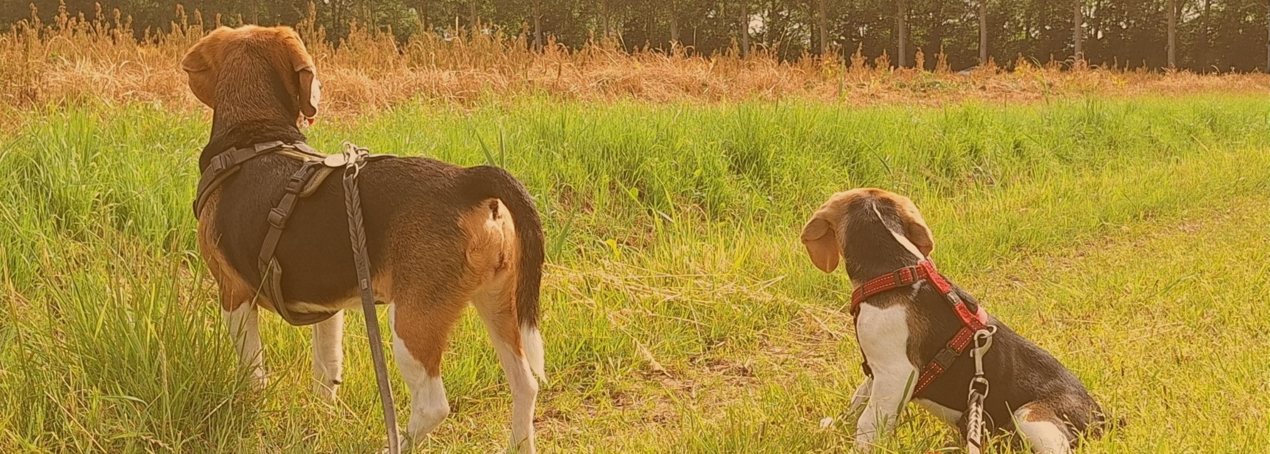 Leonie en Ingrid geven ex-proefhonden een tweede kans